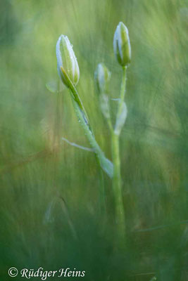 Ornithogalum umbellatum (Dolden-Milchstern)