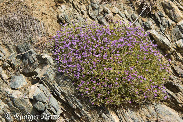 Thymbra capitata (Kopfiger Thymian), 20.5.2024