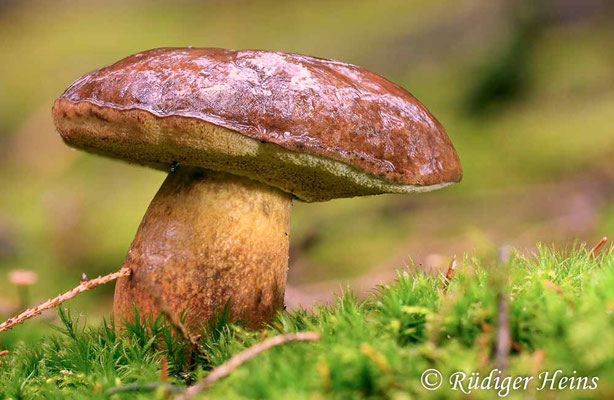 Xerocomus badius (Maronen-Röhrling), 2.11.2019 (Stack aus sieben Aufnahmen)