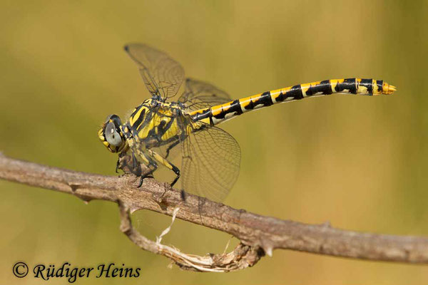 Onychogomphus uncatus (Große Zangenlibelle) Weibchen, 20.6.2017