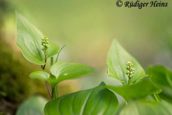 Maianthemum bifolium (Zweiblättrige Schattenblume), 26.4.2017