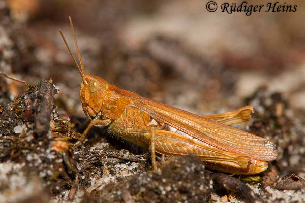 Chorthippus brunneus (Brauner Grashüpfer) Weibchen, 14.8.2018