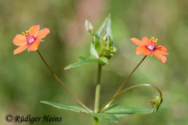 Anagallis arvensis (Acker-Gauchheil), 26.7.2008