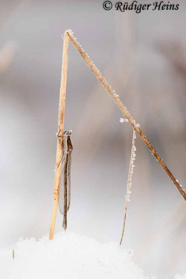 Ein Weibchen sitzt bodennah an einem trockenen Halm, 12.1.2024 - Makroobjektiv 180mm f/3.5