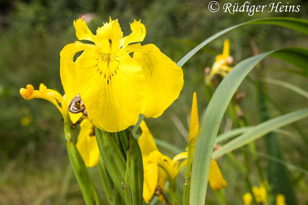 Iris pseudacorus (Sumpf-Schwertlilie), 19.6.2025