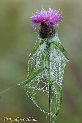 Centaurea nigra (Schwarze Flockenblume), 27.9.2023