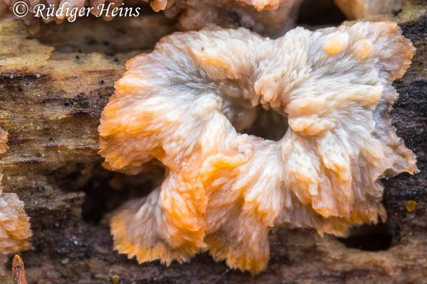 Phlebia radiata (Orangeroter Kammpilz), 17.11.2024