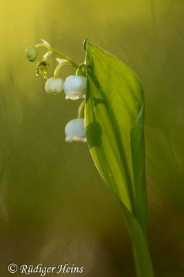 Convallaria majalis (Maiglöckchen) blühende Pflanze, 13.5.2020