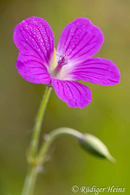 Geranium palustre (Sumpf-Storchschnabel), 3.9.2025