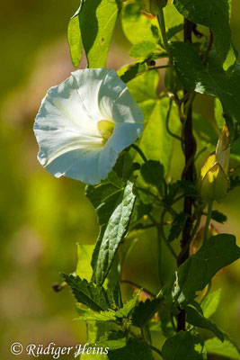 Calystegia sepium (Echte Zaunwinde), 23.8.2017