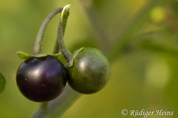 Solanum nigrum (Schwarzer Nachtschatten) Beeren, 9.10.2018