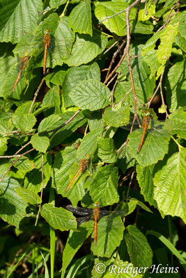 Isoaeschna isoceles, Keilfleck-Mosaikjungfer, Männchen
