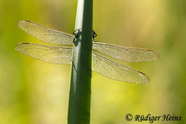 Cordulegaster boltonii (Zweigestreifte Quelljungfer) Männchen, 24.8.2023