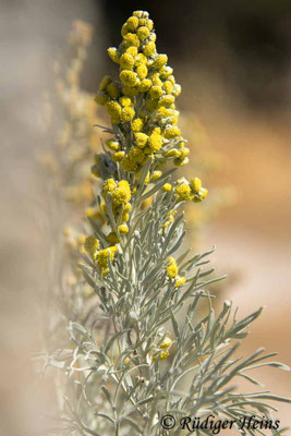 Artemisia arborescens (Strauch-Beifuß)