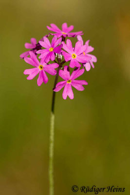 Primula farinosa (Mehlprimel), 1.6.2014