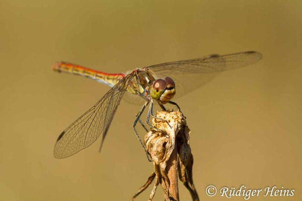 Sympetrum vulgatum (Gemeine Heidelibelle) Weibchen, 4.8.2018