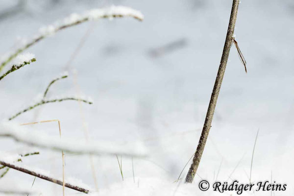 Dieses Männchen der Gemeinen Winterlibelle verweilt in 20 cm Höhe