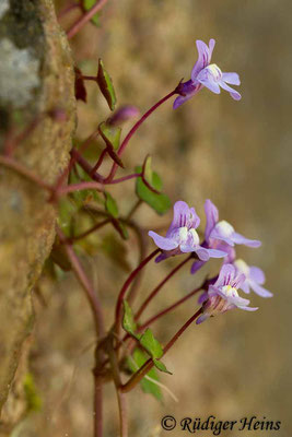 Cymbalaria muralis (Zimbelkraut), 27.4.2014