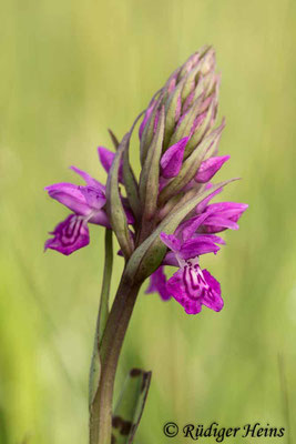 Dactylorhiza majalis (Breitblättrige Fingerwurz), 2.6.2021