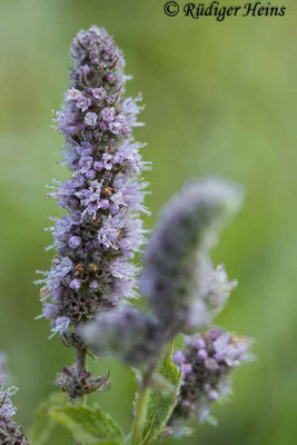 Mentha longifolia (Rossminze), 14.8.2023