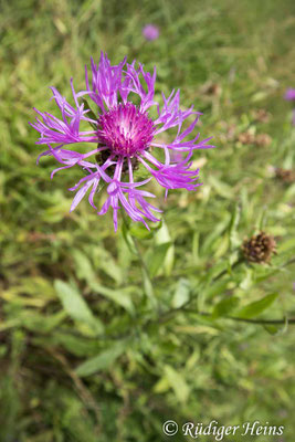 Centaurea jacea (Wiesen-Flockenblume), 29.6.2025