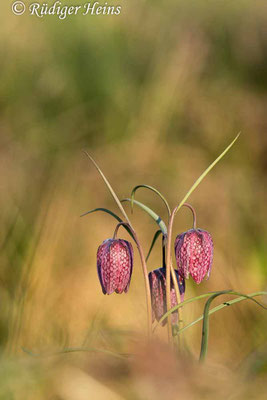 Fritillaria meleagris (Schachblume), 20.4.2022
