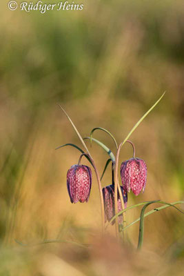 Fritillaria meleagris (Schachblume)