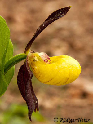 Cypripedium calceolus (Gelber Frauenschuh), 18.5.2012