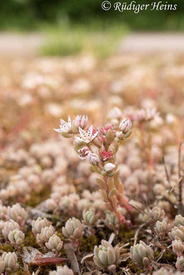 Sedum album (Weiße Fetthenne), 14.6.2022