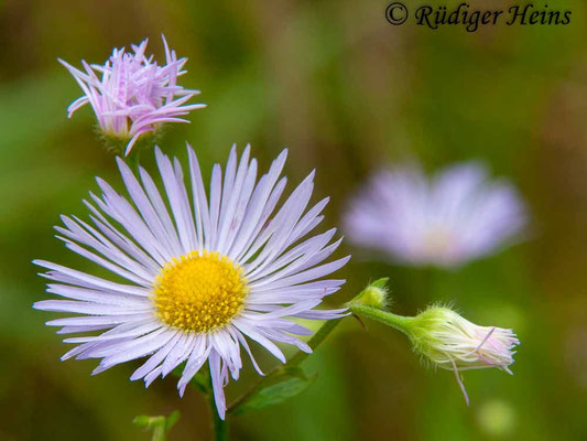 Erigeron annuus (Einjähriges Berufkraut), 11.9.2010