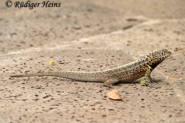 Microlophus indefatigabilis (Lavaechse) Männchen, 18.2.2020