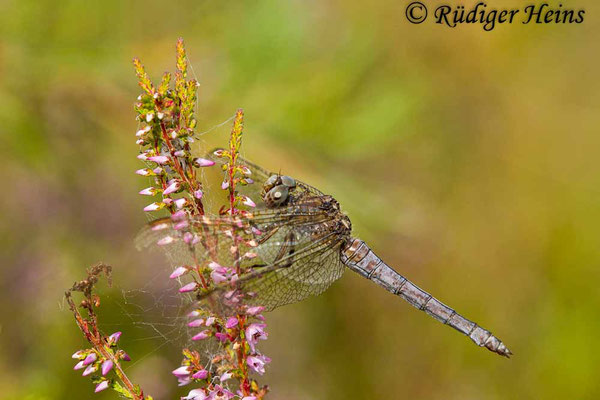 Orthetrum coerulescens (Kleiner Blaupfeil) Weibchen, 8.8.2018