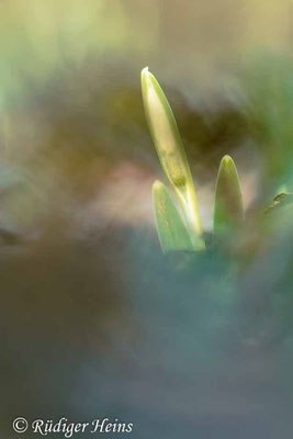 Galanthus nivalis (Schneeglöckchen)