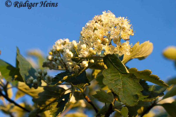 Sorbus intermedia (Schwedische Mehlbeere), 31.5.2014