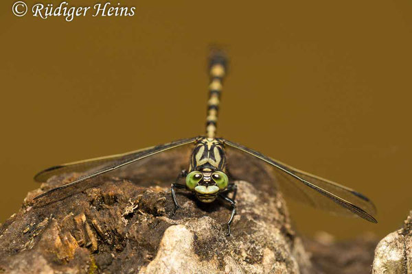 Onychogomphus forcipatus forcipatus (Kleine Zangenlibelle) Männchen, 3.7.2009