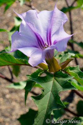 Datura stramonium (Weißer Stechapfel), 2.9.2018