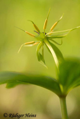 Paris quadrifolia (Vierblättrige Einbeere)