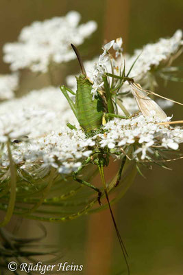 Uromenus brevicollis (Tyrrhenische Sattelschrecke) Weibchen, 20.6.2018