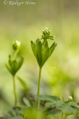 Galium odoratum (Waldmeister), 8.5.2021