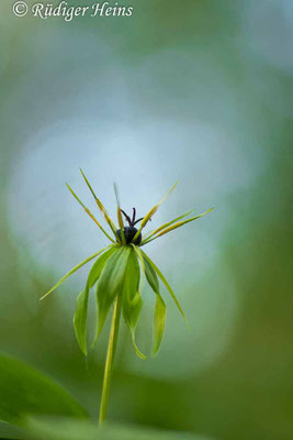 Paris quadrifolia (Vierblättrige Einbeere) Blüte, 13.5.2021 - Colorplan Dia-Projektionsobjektiv 90mm f/2,5