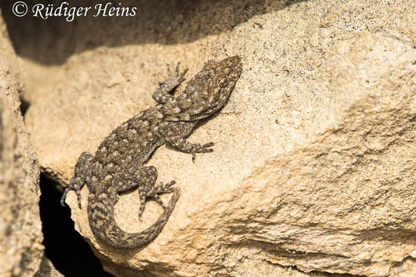 Mediodactylus kotschyi (Ägäischer Nacktfinger), 18.5.2024