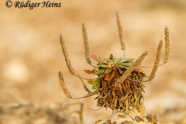 Plantago coronopus (Krähenfuß-Wegerich), 26.9.2016