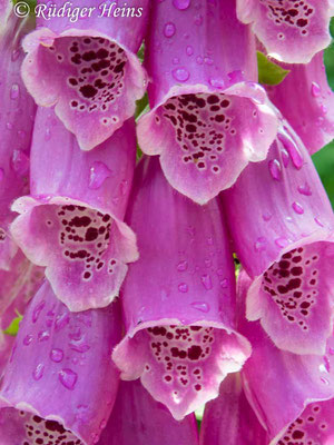 Roter Fingerhut Blüte, 17.6.2024 - Olympus Tough TG-5