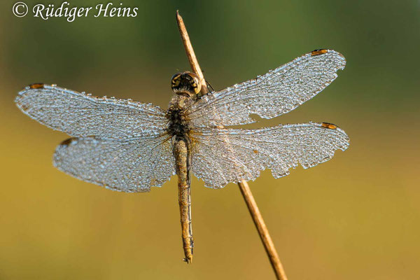 Sympetrum flaveolum (Gefleckte Heidelibelle) Weibchen, 14.9.2018