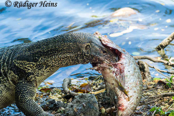 Bindenwaran (Varanus salvator), 25.01.2023 - Panasonic DMC-FZ 1000