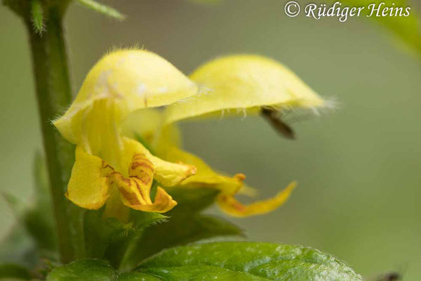 Lamium galeobdolon (Gewöhnliche Goldnessel), 3.5.2021
