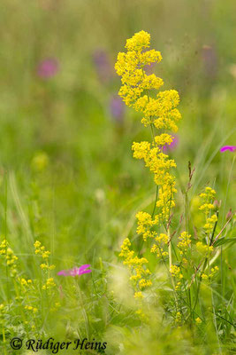 Galium verum (Echtes Labkraut), 10.7.2019