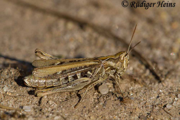 Omocestus haemorrhoidalis (Rotleibiger Grashüpfer) Weibchen, 2.9.2018