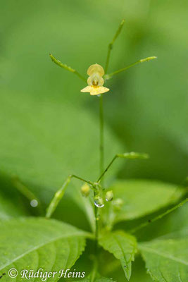 Impatiens parviflora (Kleines Springkraut), 27.7.2023