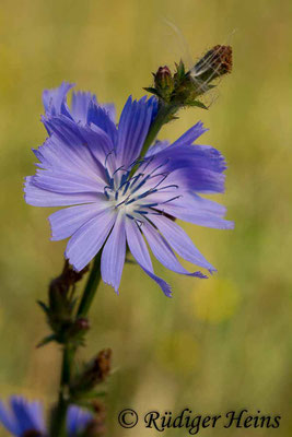 Cichorium intybus (Gemeine Wegwarte), 24.7.2018